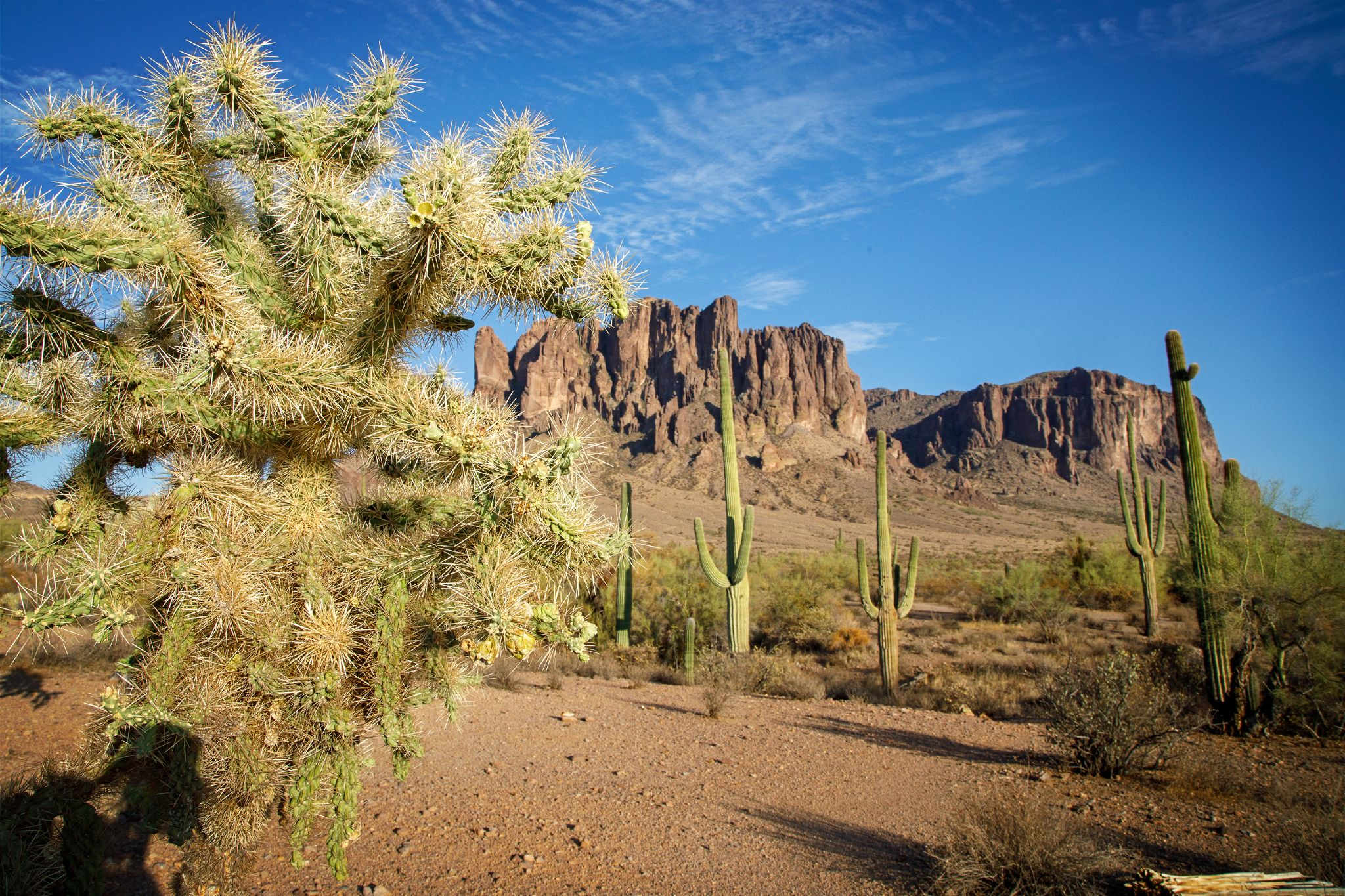 A cholla in the foreground and Saguaro cactuses stand in a valley leading up to the rocky Superstition Mountains.